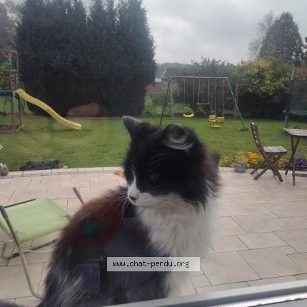 Foto van gevonden kat in Seloignes