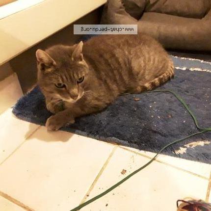 Foto 1/1 Kat teruggevonden Vermist in Lessines