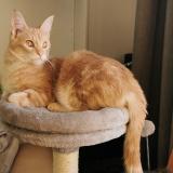 Picture of cat lost at Colombes