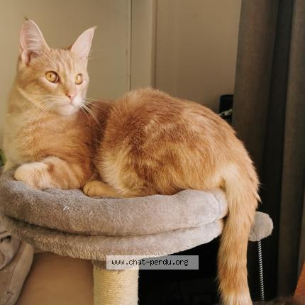 Photo 1/1 Creamy Chat lost in Colombes