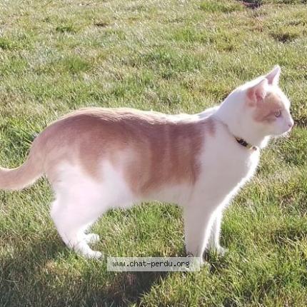 Photo 1/4 Han Aka Chat lost in Issoire