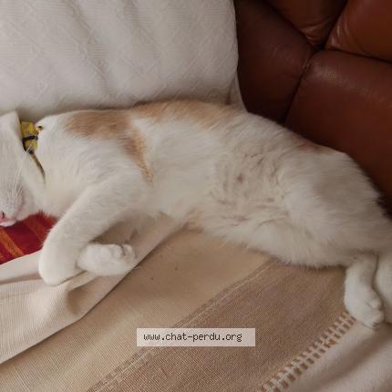 Photo 3/4 Han Aka Chat lost in Issoire