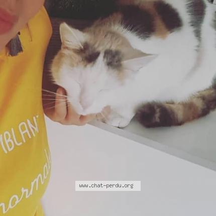 Photo 1/1 Blanche Chat lost in Chatelet