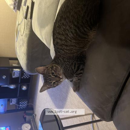 Photo 1/1 Reunited cat Lost in Valley Stream