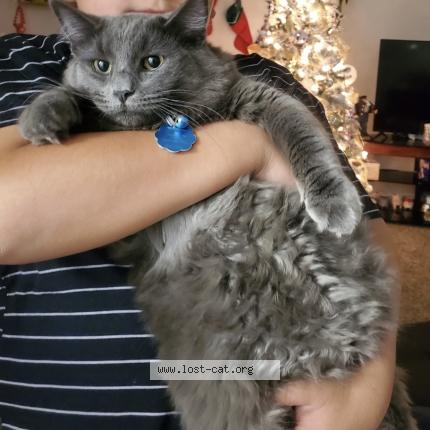 Photo 1/1 Reunited cat Lost in Las Vegas
