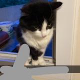 Picture of cat lost at Le Bourget