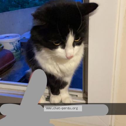 Photo 1/1 Cat reunited Lost in Le bourget