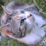 Picture of cat lost at Frans