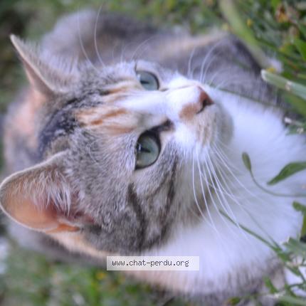 Photo 1/1 TOKYO Chat lost in Frans