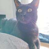 Picture of cat lost at Les Sables D Olonne