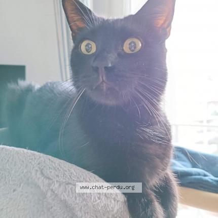 Photo 1/1 Cat reunited Lost in Les sables d olonne