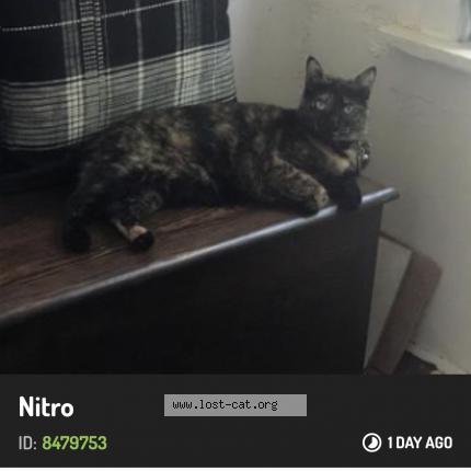 Photo 1/1 Reunited cat Lost in Garfield