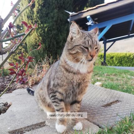 Photo 1/1 Cat reunited Lost in Pollionnay