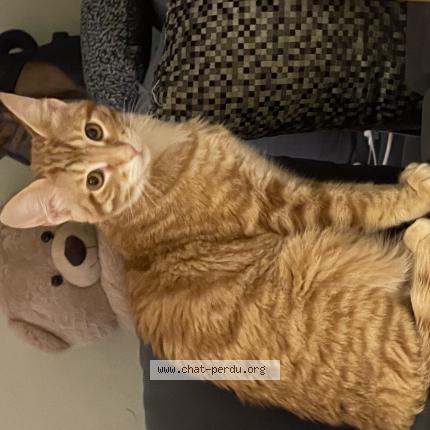 Foto einer verlorenen Katze in Bour