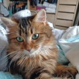 Picture of cat lost at La Creche