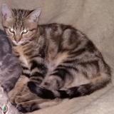 Picture of cat lost at Bining