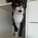 Picture of cat lost at Renneville 31290