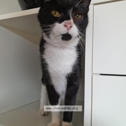 Photo 1/1 Cat reunited Lost in Renneville 31290