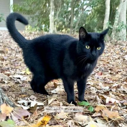 Picture of cat lost at Heathsville
