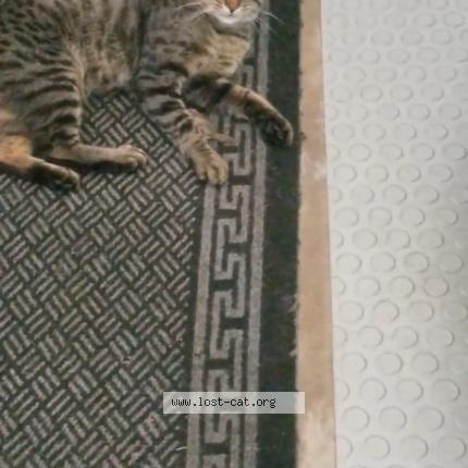 Picture of cat lost at Elkton