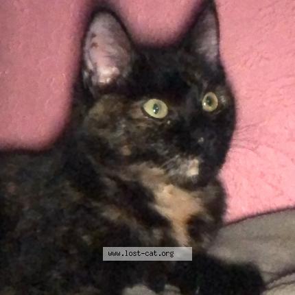 Photo 1/1 Reunited cat Lost in Duncanville