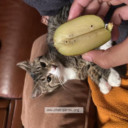 Foto 1/1 Kat teruggevonden Vermist in Bousval