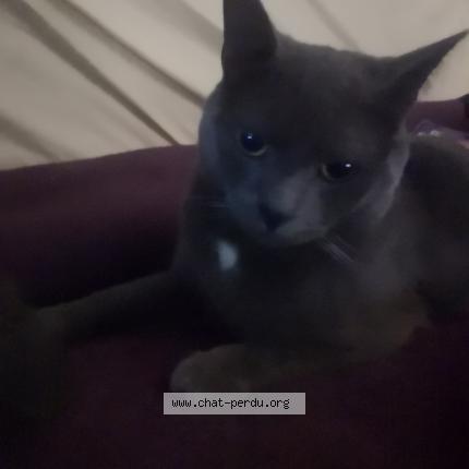 Foto 1/1 Kat teruggevonden Vermist in Mons