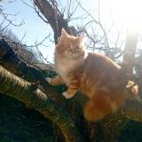 Picture of cat lost at Castelnau De Medoc
