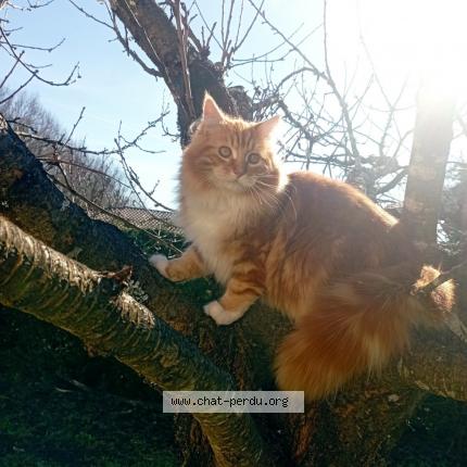 Photo 1/1 Spirou Chat lost in Castelnau de medoc