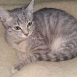 Picture of cat lost at Bining