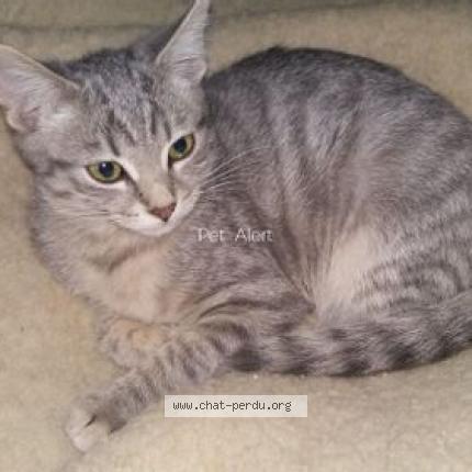 Photo 1/1 Microbe Chat lost in Bining