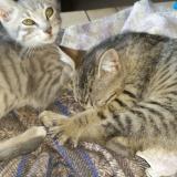 Picture of cat lost at Bining