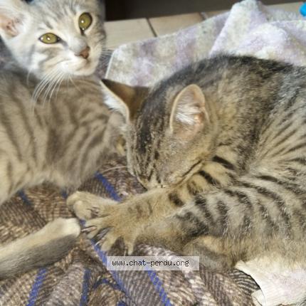 Photo 1/1 Tonton Chat lost in Bining