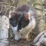 Picture of cat lost at Bining