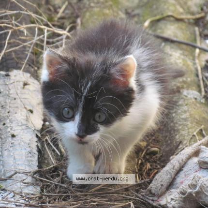 Photo 1/1 La'ptite Chat lost in Bining