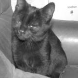 Picture of cat lost at Bining