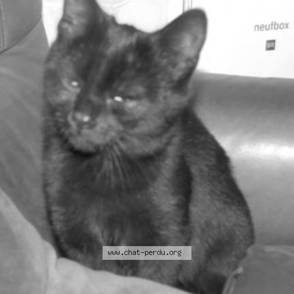 Photo 1/1 Mimi Chat lost in Bining