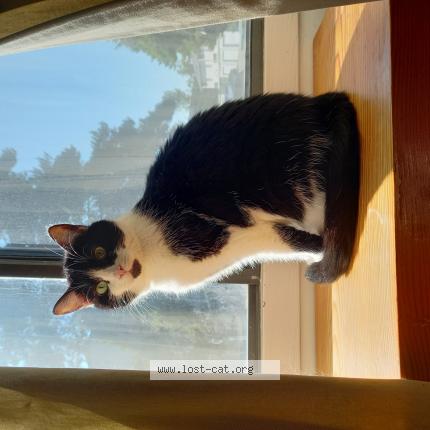 Photo 1/1 Cat reunited Lost in Cranbrook