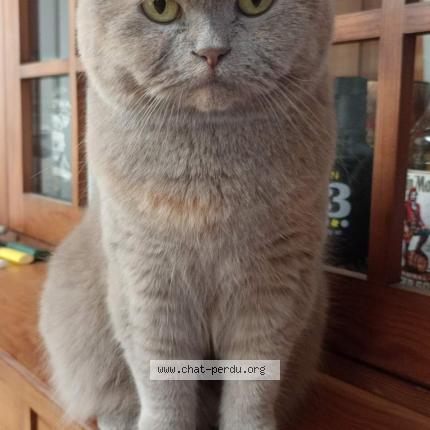 Foto van vermiste kat in Saint Ghislain