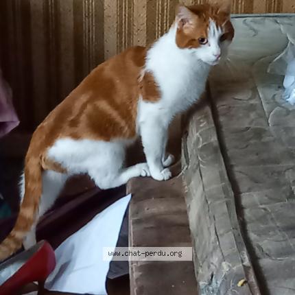 Photo 1/1 Cat reunited Lost in Caen