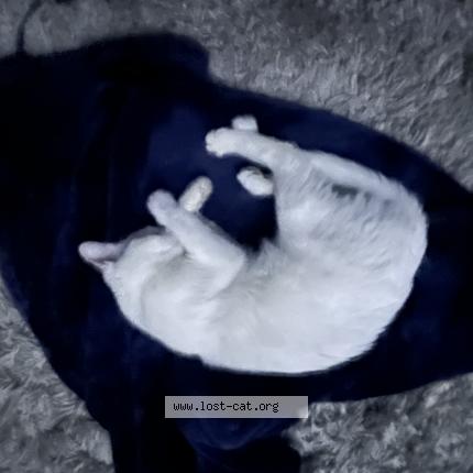 Photo 1/1 Reunited cat Found in North Hollywood