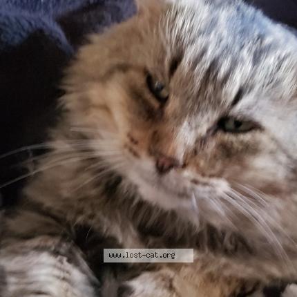 Photo 1/1 Reunited cat Lost in Weston