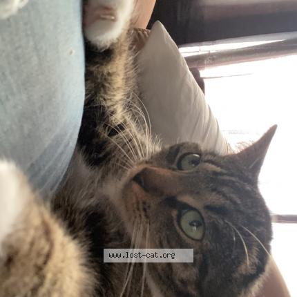 Picture of cat lost at Calhoun