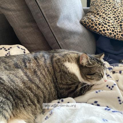Foto 1/1 Gatto ritrovato Smarrito a Geneve