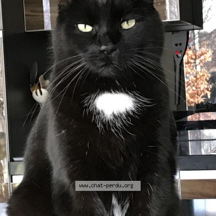 Foto 1/1 Wiedergefundene Katze Verloren in La Tourde Peilz