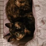 Picture of cat found at Breuil En Vexin