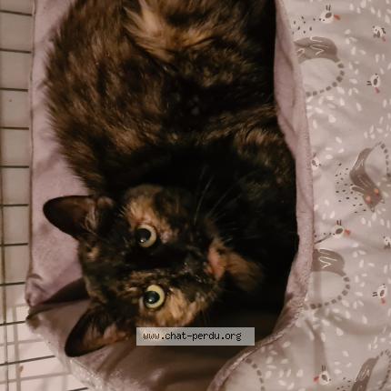 Photo 1/1 Cat reunited Found in Breuil en vexin