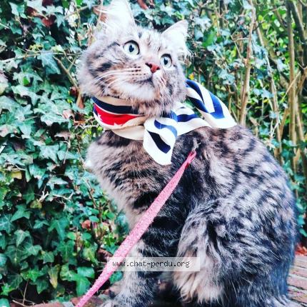 Foto van vermiste kat in Bruxelles