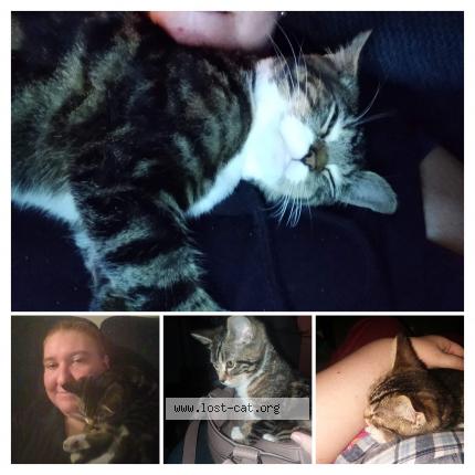 Photo 1/1 Reunited cat Lost in Seattle