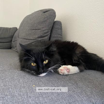 Picture of cat lost at Henderson